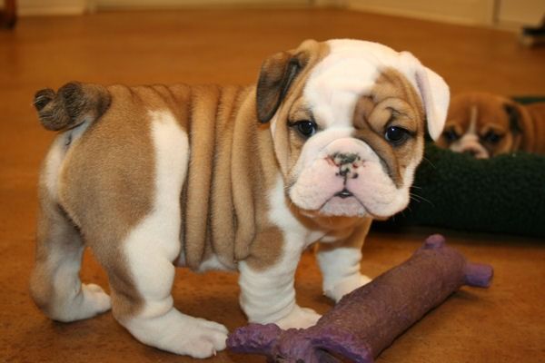 Who Could Resist Bulldog Puppies Puppy Images Puppies