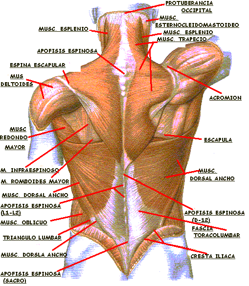 Check out this awesome post: Imagenes de los musculos de la espalda   Músculos del cuerpo humano, Anatomia humana musculos, Musculos del cuerpo