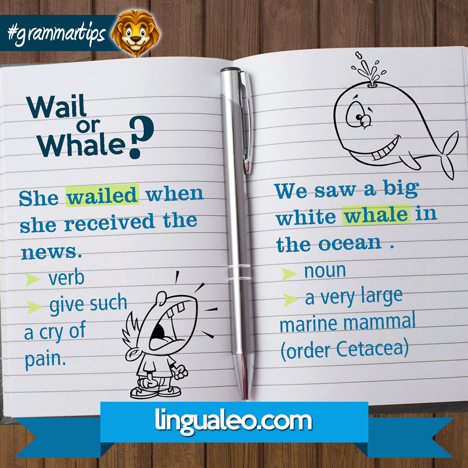 WAIL Or WHALE Whale White Whale Marine Mammals WAIL Or WHALE Whale White Whale Marine Mammals