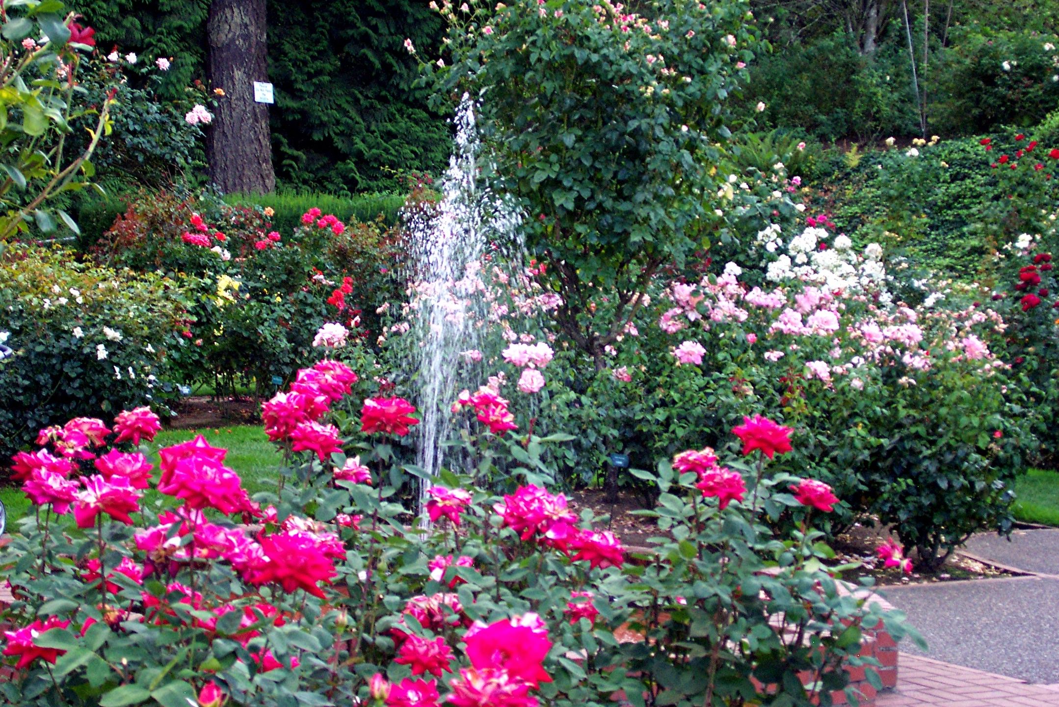 Portland Rose Garden Rose Garden, Wonders Of The World, Portland