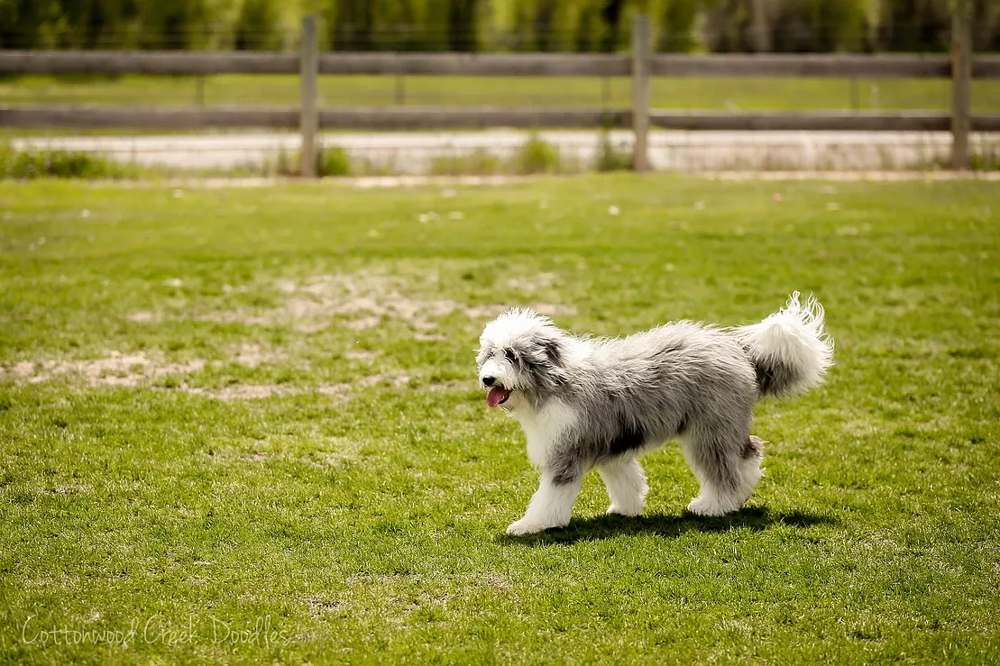 Incredible Beautiful Dogs Breeds Border Collies Incredible Beautiful Dogs Breeds Border Collies