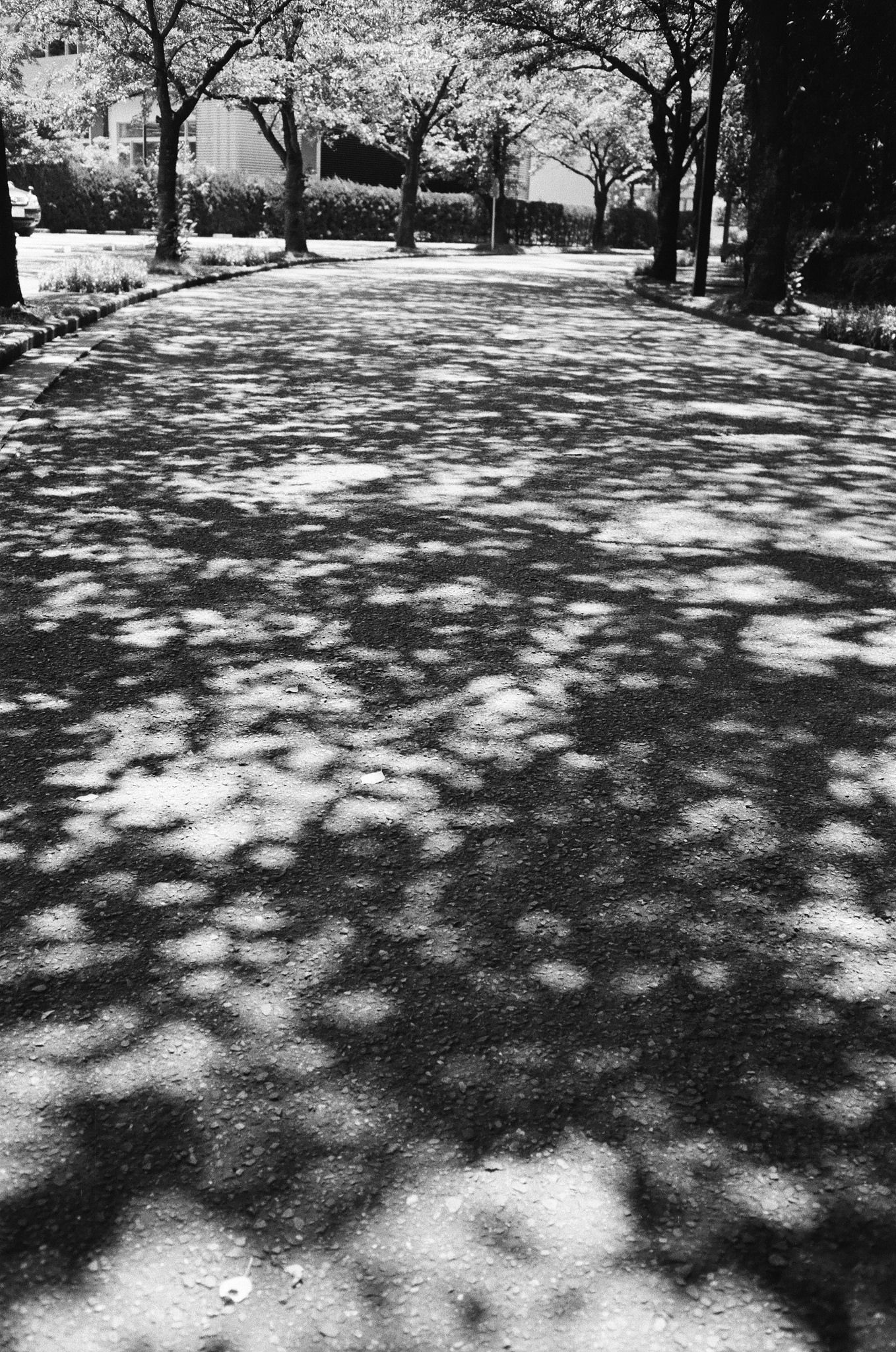 木漏れ日 Shadow Dappled Light Scenery Light And Shadow 木漏れ日 Shadow Dappled Light Scenery Light And Shadow