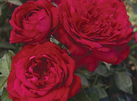 Deep Orange Garden Rose Roses Rose Bushes For Sale The Garden Factory Rose Bushes For Sale Floribunda Roses Rose Care