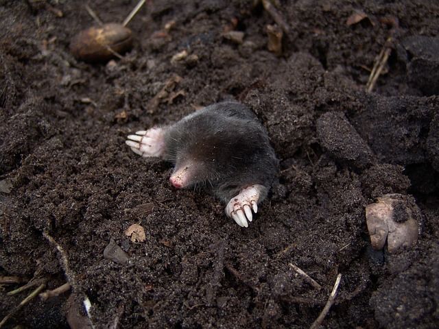 Pixabayの無料画像 ほくろ 自然 動物 モグラ ブラインド かわいい 齧歯動物 野生動物 モグラ 可愛い 動物 Pixabayの無料画像 ほくろ 自然 動物 モグラ ブラインド かわいい 齧歯動物 野生動物 モグラ 可愛い 動物