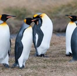 Pinguino Rey O Pájaro Bobo Pinguinos Animales En Peligro De Extincion En Peligro De Extincion