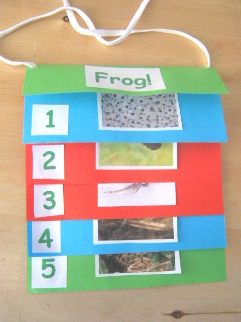 Make A Step Book Today Craft Activities For Kids Frogs Make A Step Book Today Craft Activities For Kids Frogs