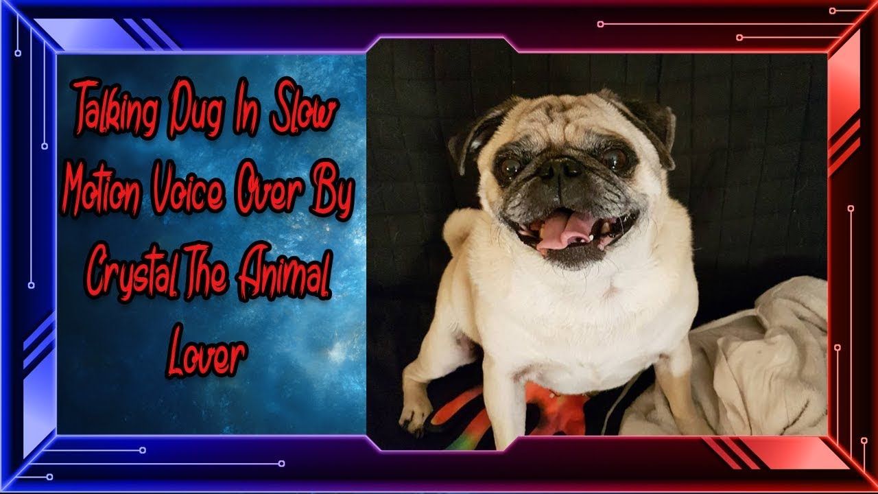 Talking Pug In Slow Motion A Voice Over By Crystal The Animal