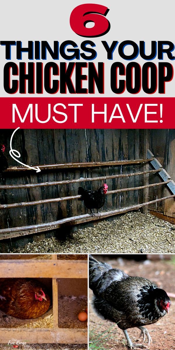 Cute Chicken Coops, Chicken Coop Signs, Chicken Pen, Chicken Feeders, Best Chicken Coop, Urban Chicken Coop, Chicken Coop With Run, Chicken Coop Designs Diy, Chicken Perches
