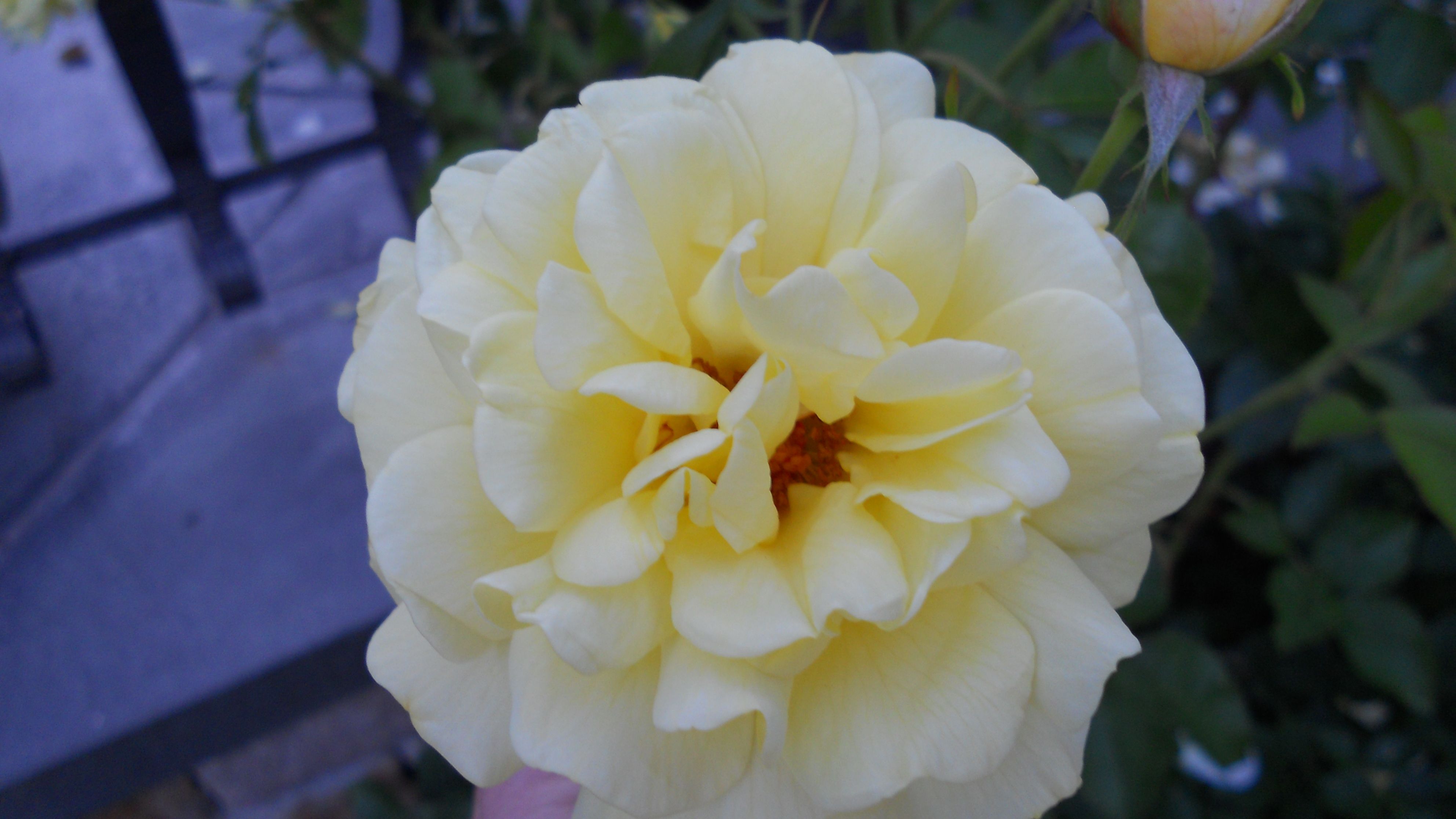 Yellow Brick Road Rose