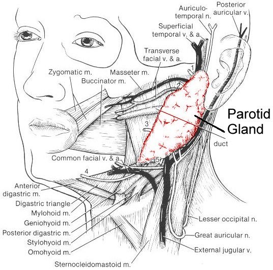 parotidectomy