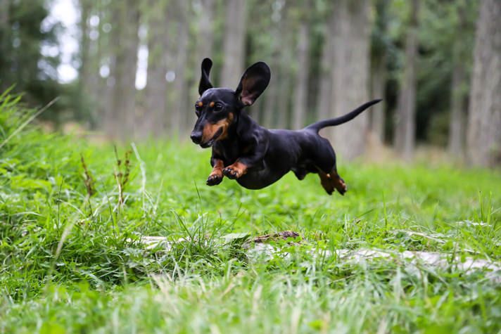 Dachshunds Are Prone To Certain Health Issues And Problems Learn