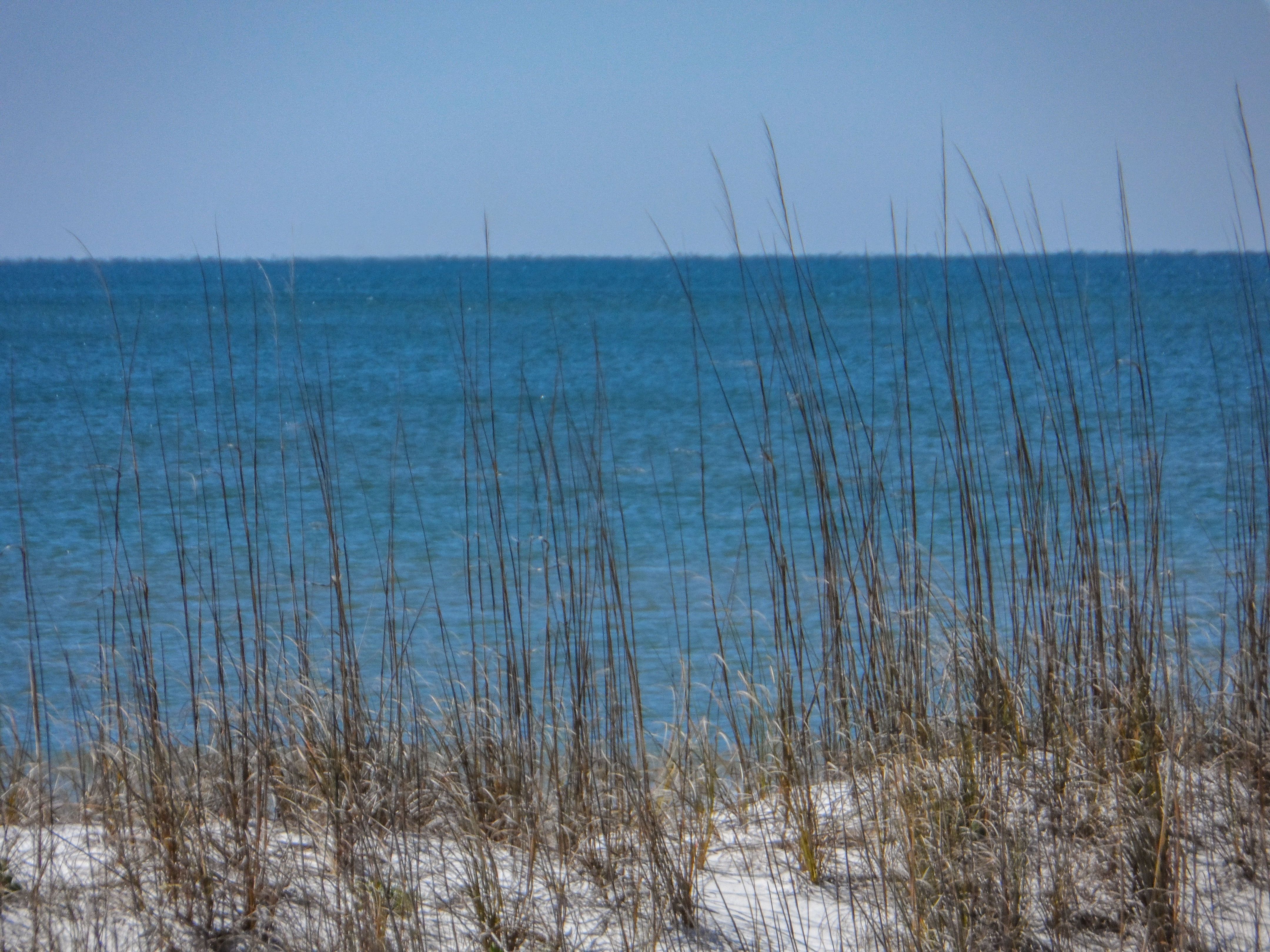 Pensacola Dune Grass Get A Framed Print With Quotes 815 439 3993
