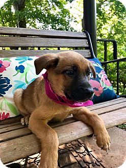 Hagerstown Md German Shepherd Dog Mix Meet Calliope Rbf A