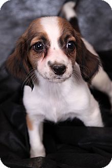 Beagle Friendly And Curious With Images Basset Hound Mix