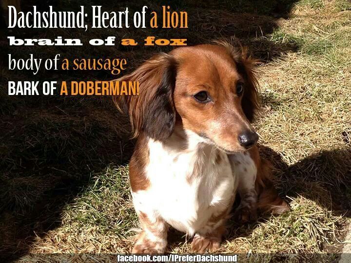 Little Dog Big Heart Dachshund Dog Dachshund Dogs