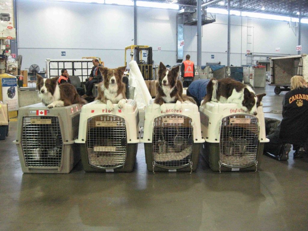 Canadian Drug Dogs Dogs Dog Training Working Dogs