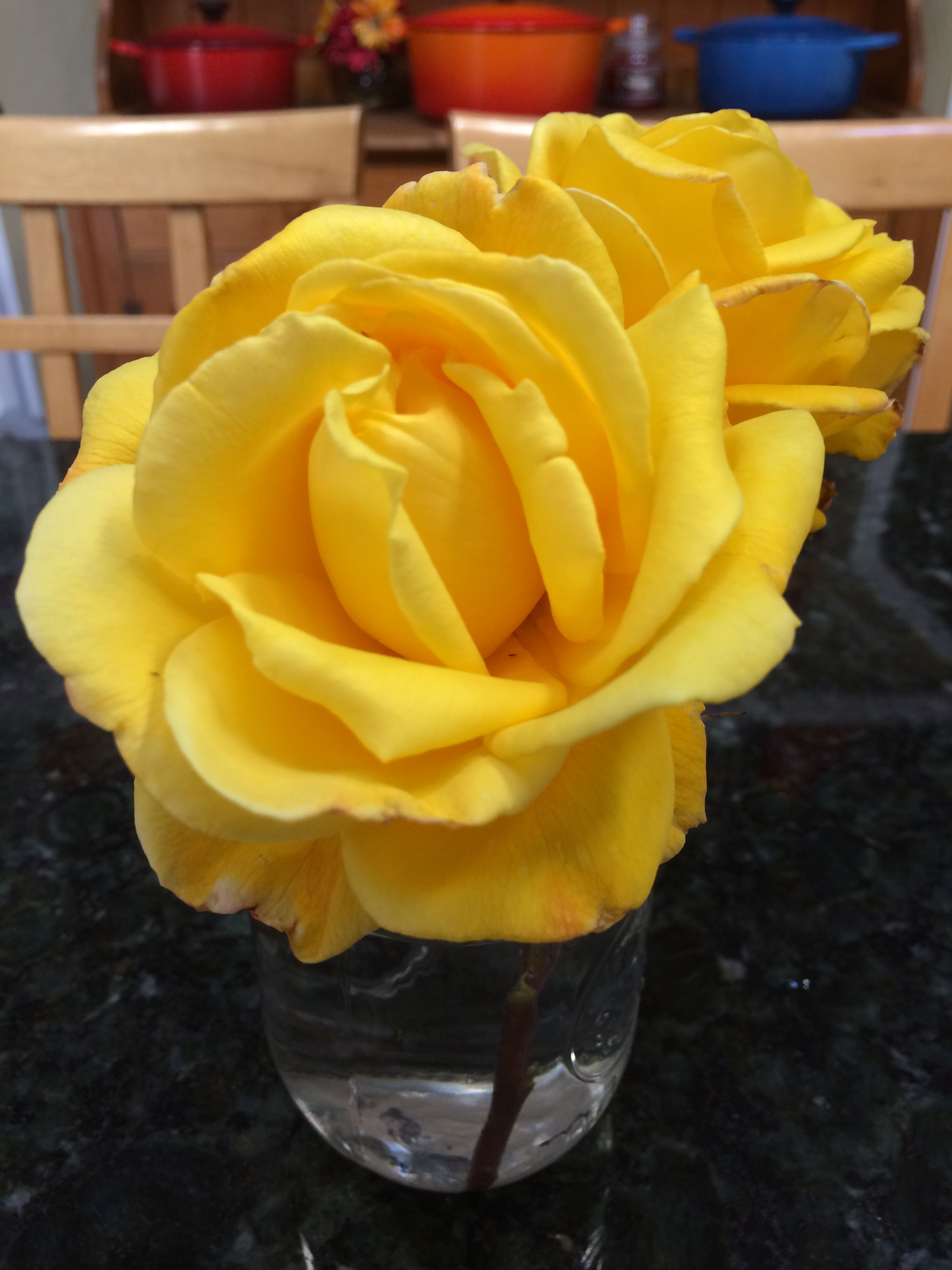 Radiant Perfume Rose Growing Roses Rose Brown Thumb radiant-perfume-rose-growing-roses-rose-brown-thumb
