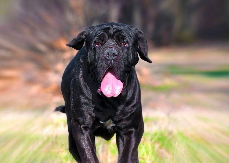 massive dog breeds massive dog breeds