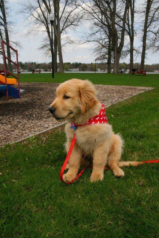 A Happy Well Trained Golden Retriever Puppy Fully Housebroken By