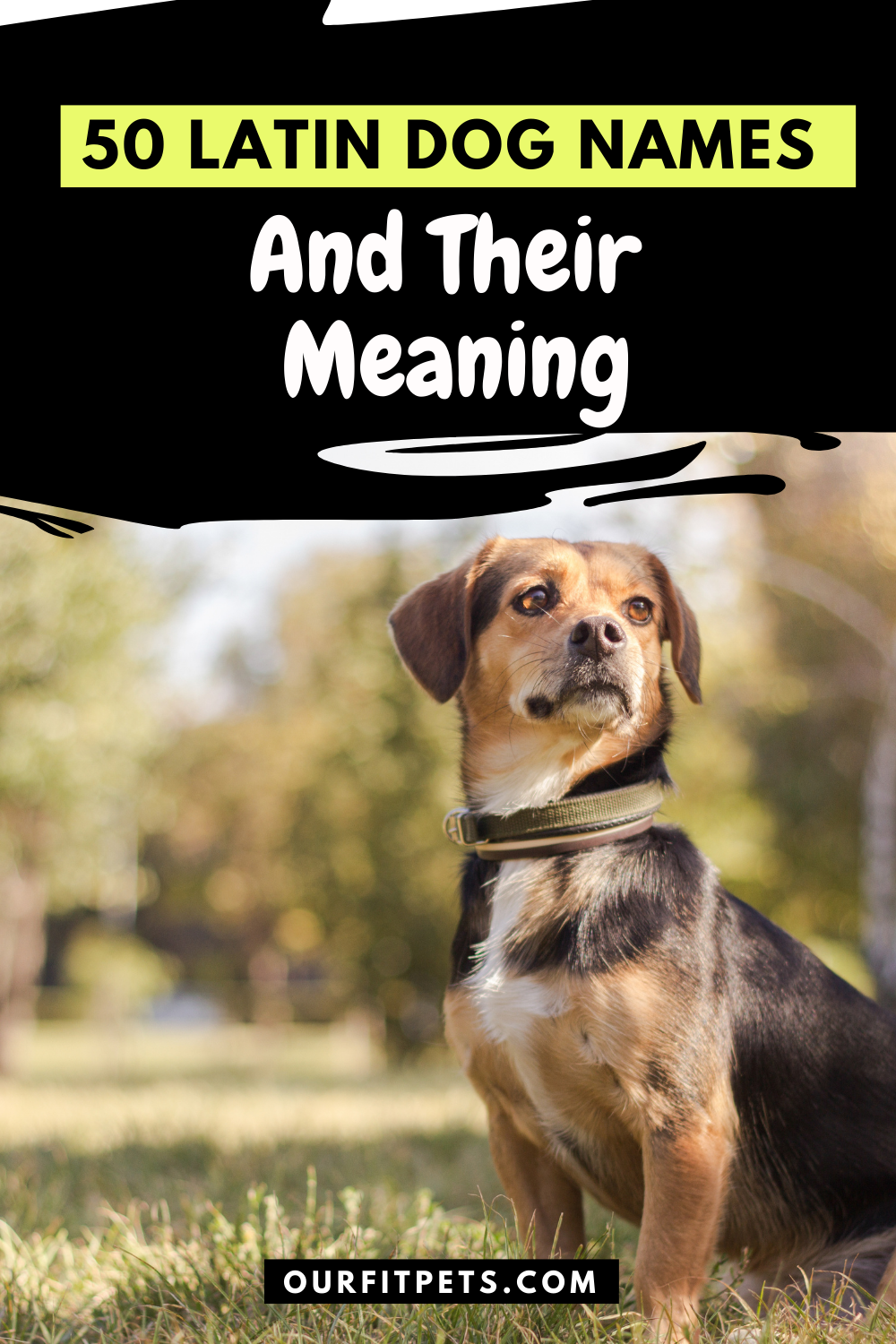 50 Latin Dog Names And Their Meaning Our Fit Pets In 2021 Dog Names 50-latin-dog-names-and-their-meaning-our-fit-pets-in-2021-dog-names