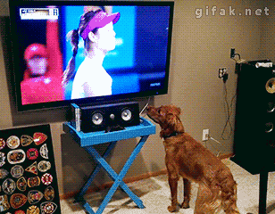 17 Dumb Animals Who Think The Tv Is Real Pinterest Animated Gif Adorable Dog Getting Very Excited About The Tennis Ball