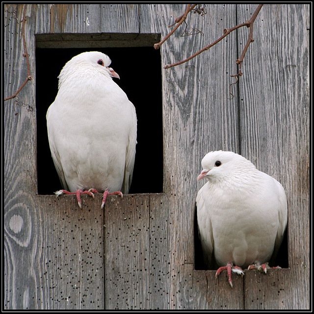 Snow White Turtle Doves