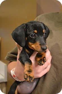 Hagerstown Md Dachshund Mix Meet Maisy A Puppy For Adoption