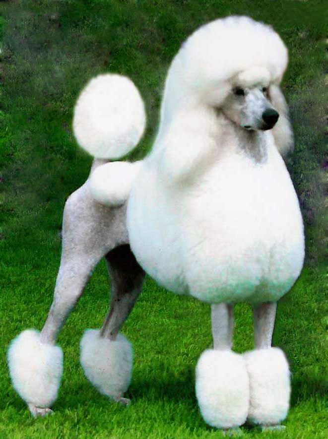 Westminster Dog Show Night One Westminster Dog Show Dog Show