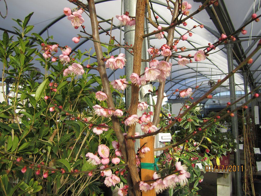 Yamagami S Nursery Cupertino Ca For Water Plants Backyard Yamagami S Nursery Cupertino Ca For Water Plants