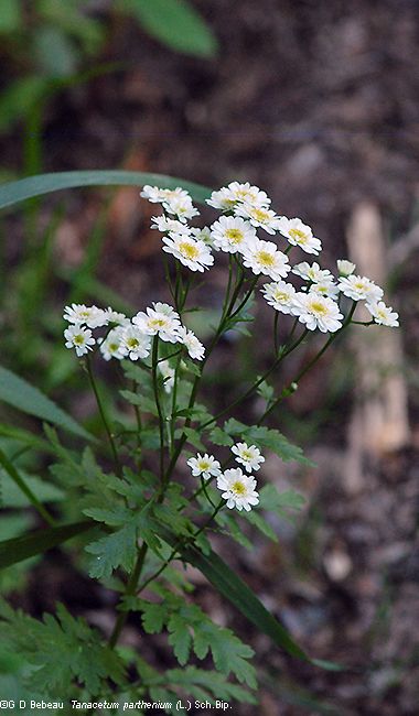Feverfew Tanacetum Parthenium Herbal Living Feverfew Plant Feverfew Blooming Flowers