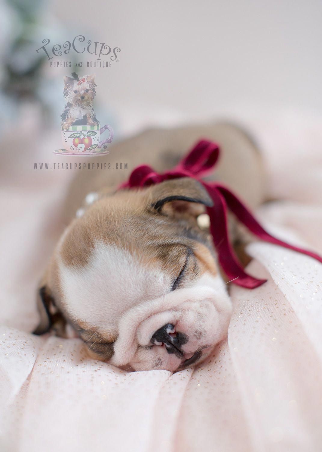 Gorgeous English Bulldog Puppy Bulldog Englishbulldog Puppy