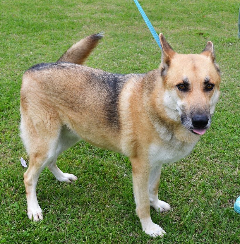 German Shepherd Dog Dog For Adoption In New Iberia La Adn 517345