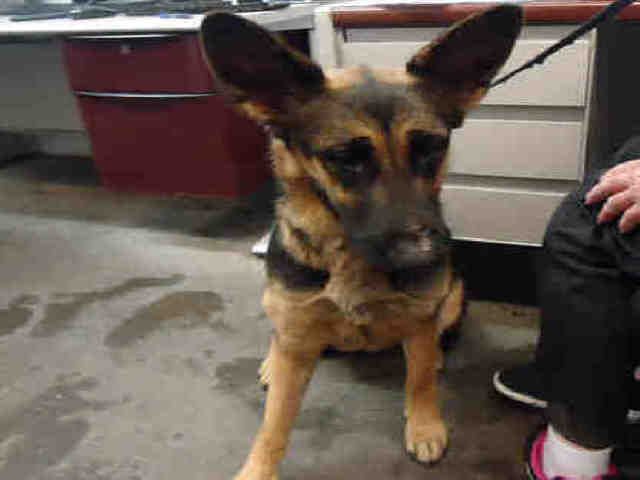 German Shepherd Dog Dog For Adoption In Fairfield Ca Adn 724162