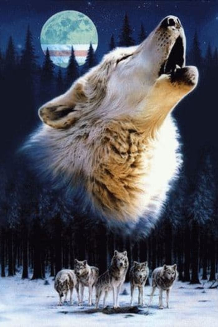 Husky, Fox, Animals, Animales, Animaux, Animal, Animais, Husky Dog, Foxes