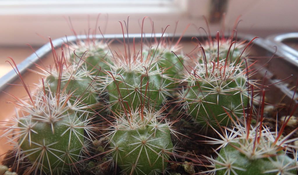 10 seeds Mammillaria fraileana MAMMILLARIA