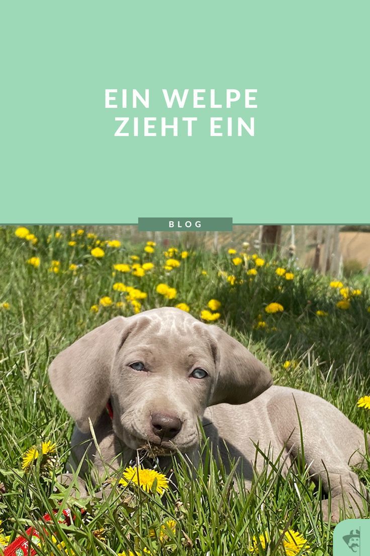 Eine Familie mit einem Kind und zwei bereits erwachsenen Hunden möchte gerne einen Welpen mit dazunehmen. Sehr oft werde ich gefragt, wie man am besten vorgehen kann, damit beim ersten Zusammentreffen und in den darauffolgenden Wochen möglichst schnell alles problemlos in der Gruppe funktioniert. Dogs, Animals, Puppys, Pet Dogs, Animales, Animaux, Doggies, Animal, Animais