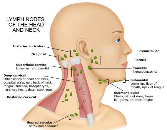 Submandibular Lymph Nodes Submandibular Lymph Nodes