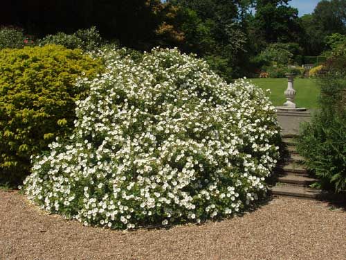 S 4 White Rockrose Cistus Hybridus 5 Gallon Evr Landscape Legend S 4 White Rockrose Cistus Hybridus 5 Gallon