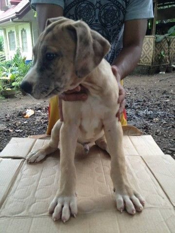 For Sale Great Dane Puppies With Negotiable Price Pets
