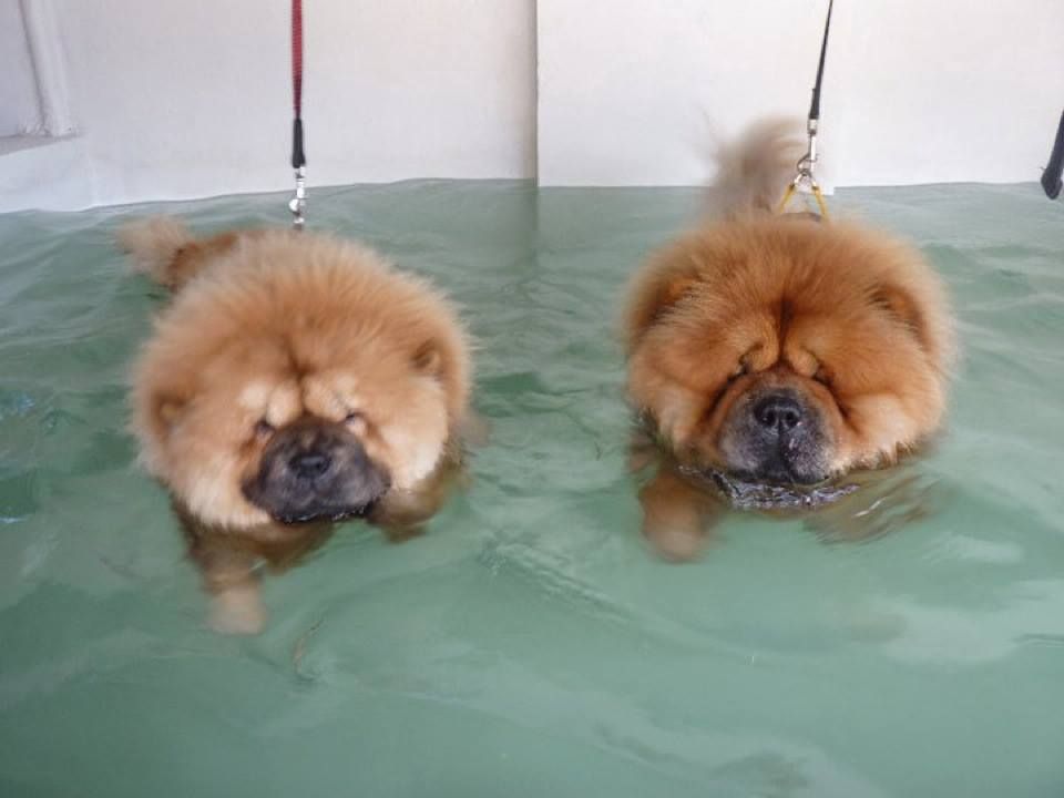 Chows Swimming My Chow Hated The Water Chow Chow Puppy Cute