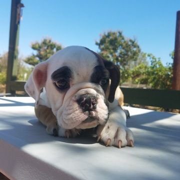 Bulldog Puppy For Sale In Los Angeles Ca Adn 41728 On