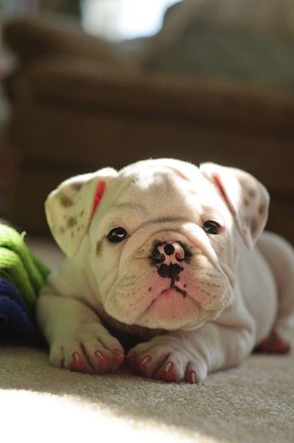 Wrinkles Cute Animals Baby Animals Baby Dogs