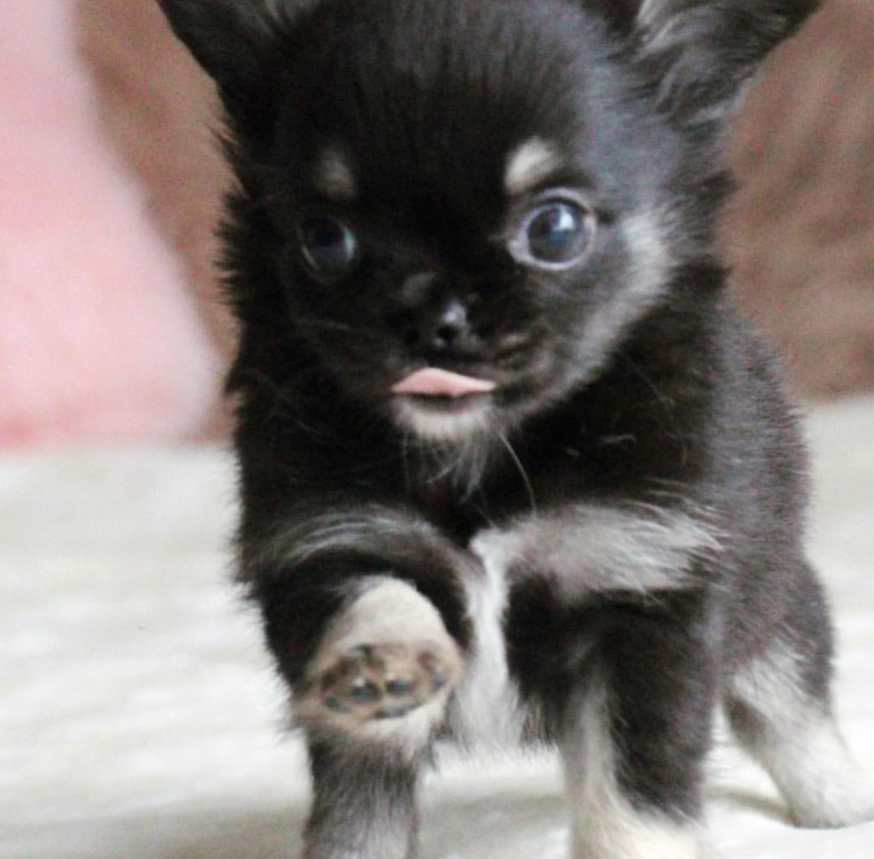long haired kittens for sale in pa