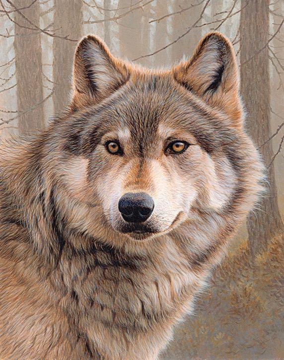 Close up of North American timber wolf (Canis lupus lycaon) Stock Images Wolf Images, Wolf Photos, Wolf Pictures, Beautiful Wolves, Animals Beautiful, Wolf Photography, Wildlife Photography, Wild Animals Photos, Wolf Artwork