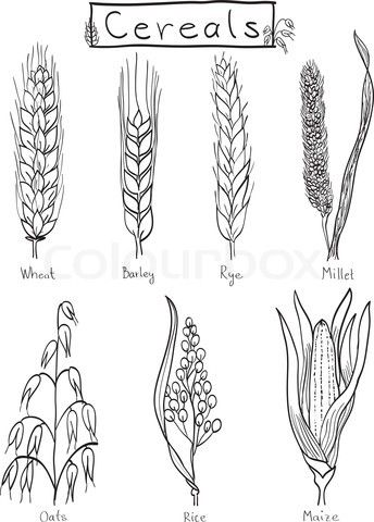 Wheat grain ear, nature bread, one single continuous art line drawing.  Linear sketch of wheat, rice, corn, oat ear and grain. Outline spica plant  for agriculture, cereal products, bakery. Vector 11875477 Vector