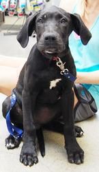 Adopt Giggles On Great Dane Dogs Animals Like Animals