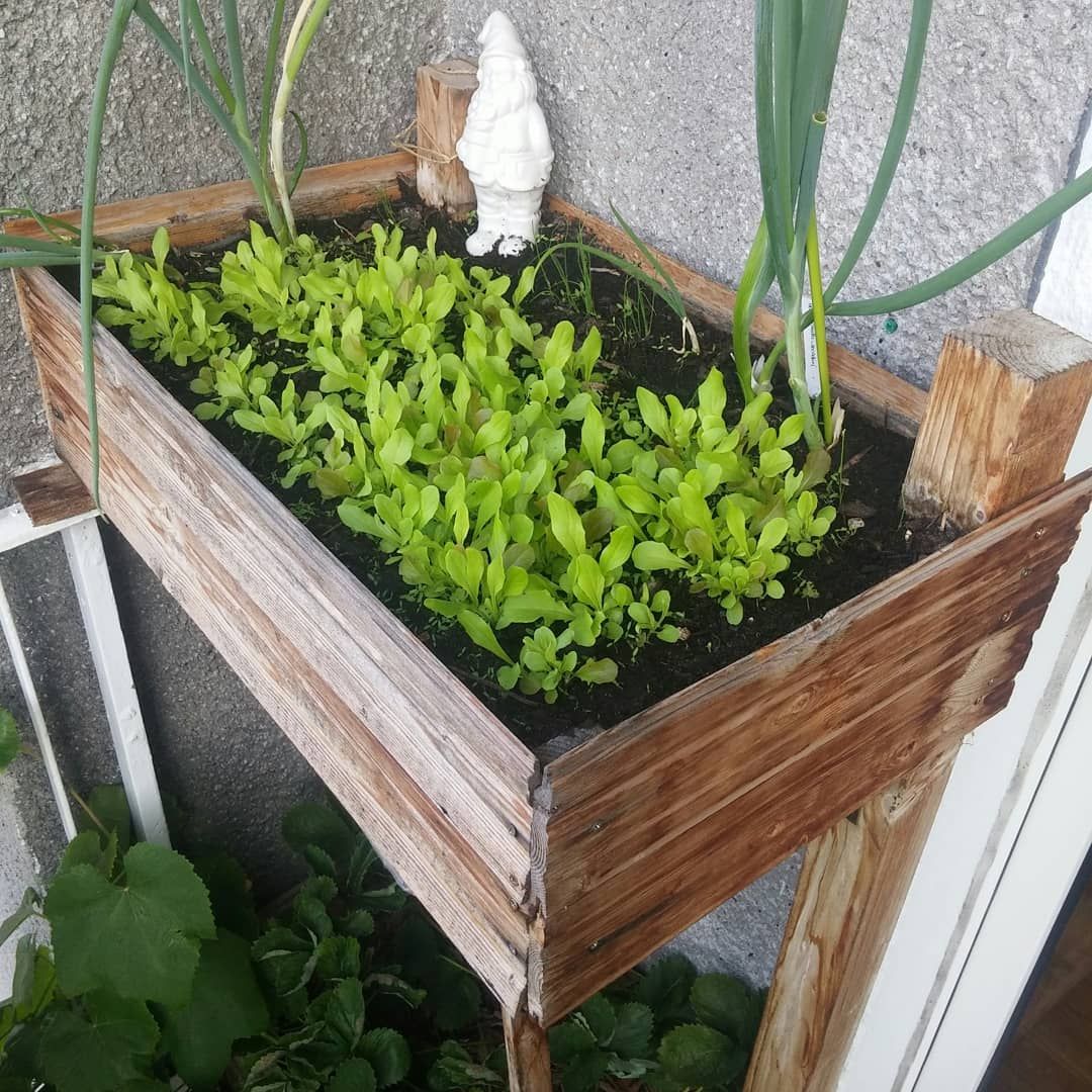 Salat Anbauen Im Garten Tipps Zur Pflege Beliebte Sorten Im Uberblick Krauterpflanzen Salat Pflanzen Herbstgarten
