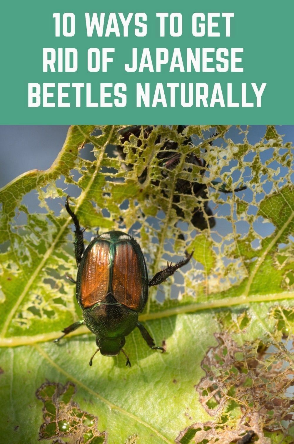 how to get rid of beetles in yard