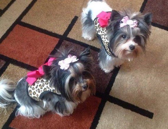 Cotton Leopard Small Dog Harness With Bow Made In Usa Dog