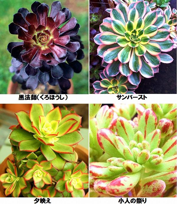 多肉植物の種類 彩り豊かな人気種121選とオシャレな飾り方 多肉植物 多肉植物の種類 多肉植物 増やし方 多肉植物の種類 彩り豊かな人気種121選とオシャレな飾り方 多肉植物 多肉植物の種類 多肉植物 増やし方